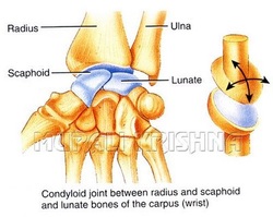Condyloid Joint - Brittney's Anatomy Website