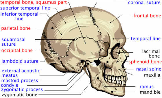 Bones Of The Skull - Brittney's Anatomy Website